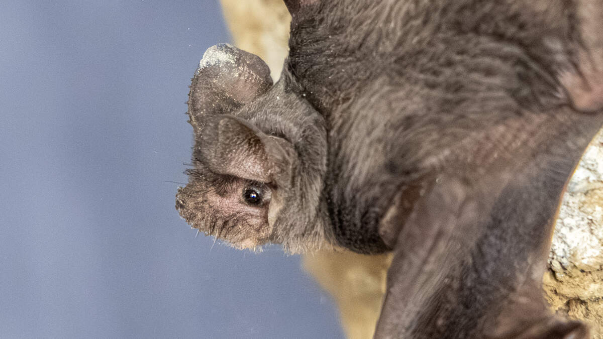 A captive Mexican free-tailed bat under the care of NorCal Bats at the Yolo Bypass Wildlife Area Headquarters in Yolo County, California on September 18, 2025. Mexican free-tailed bats had roosted in the walls of a parking garage in Old Sacramento.